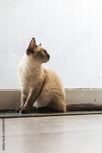 The cute Siamese cat © chendongshan