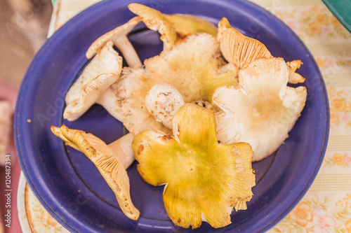 Forest mushrooms for sale at local food market, Northeast of Tha photo