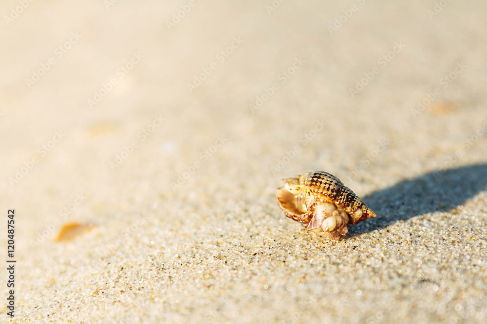 Shell on sand beach
