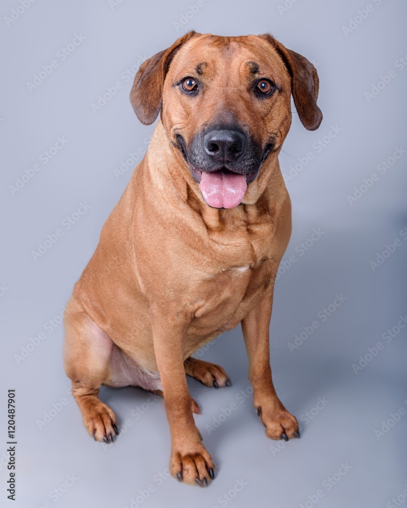 Dog on background. taken in a studio.