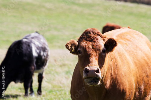 Cows grazing in a field near Polzeath