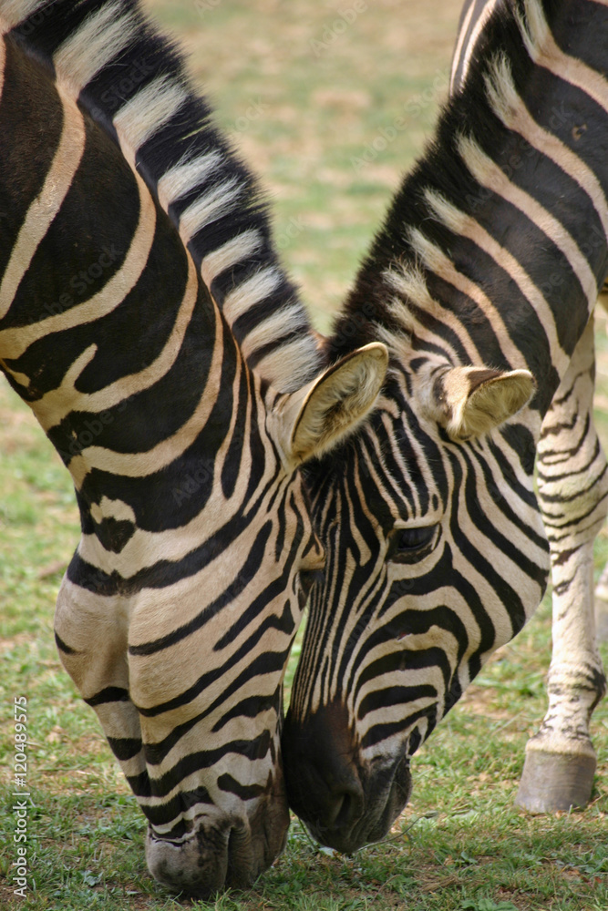 Two zebra with heads close together Two zebra with heads close together