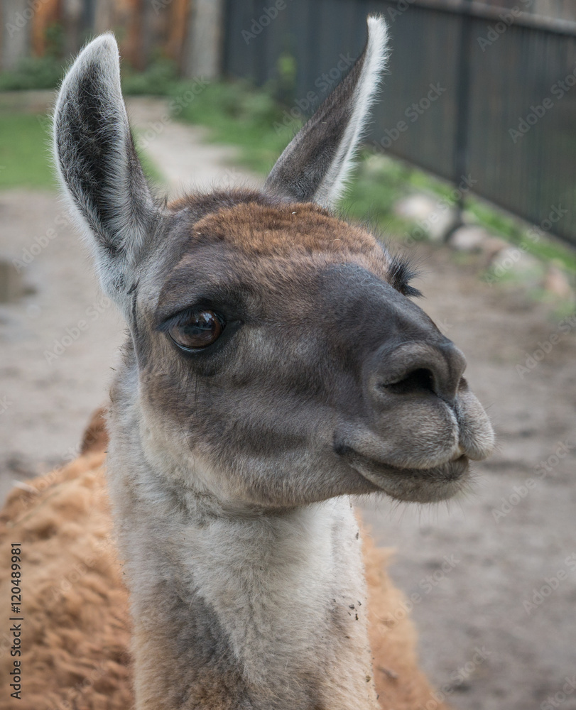 close up of cute lama head with hope in eyes Stock Photo | Adobe Stock