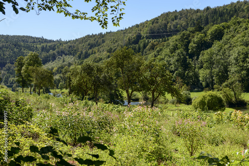 flowers on green banks of Donau river near Thiergarten, Germany photo