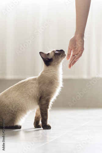 The cute Siamese cat