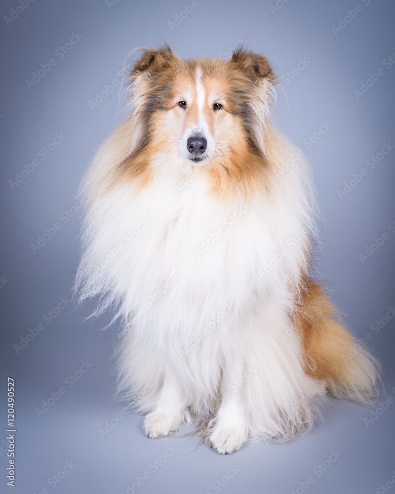 Dog on background. taken in a studio.