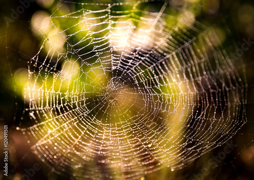 Autumn wet web in forest