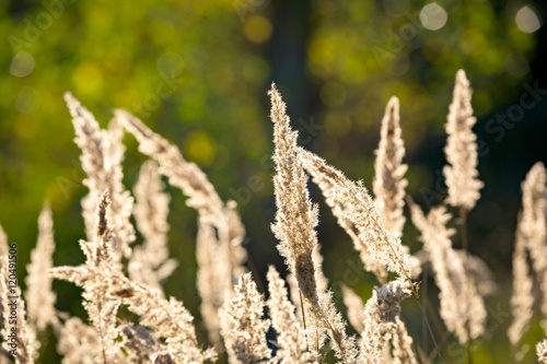 dry grass on meadow