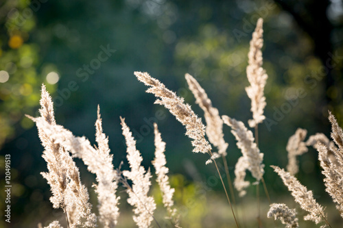 dry grass on summer meadow