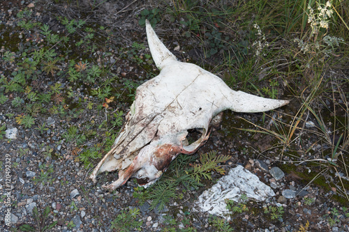 animal cow skull on grass © agban1964