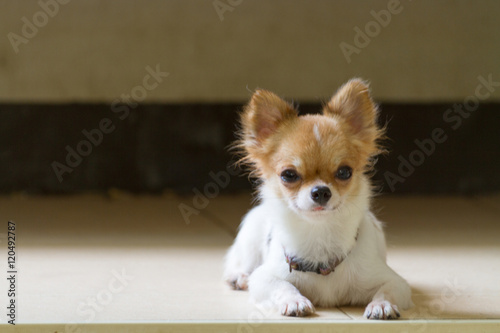 Chihuahua Puppy Dog / Chihuahua Puppy Dog Is Sleeping On Floor. © anonymous6059