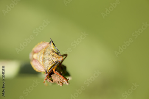 Insect macro photography photo