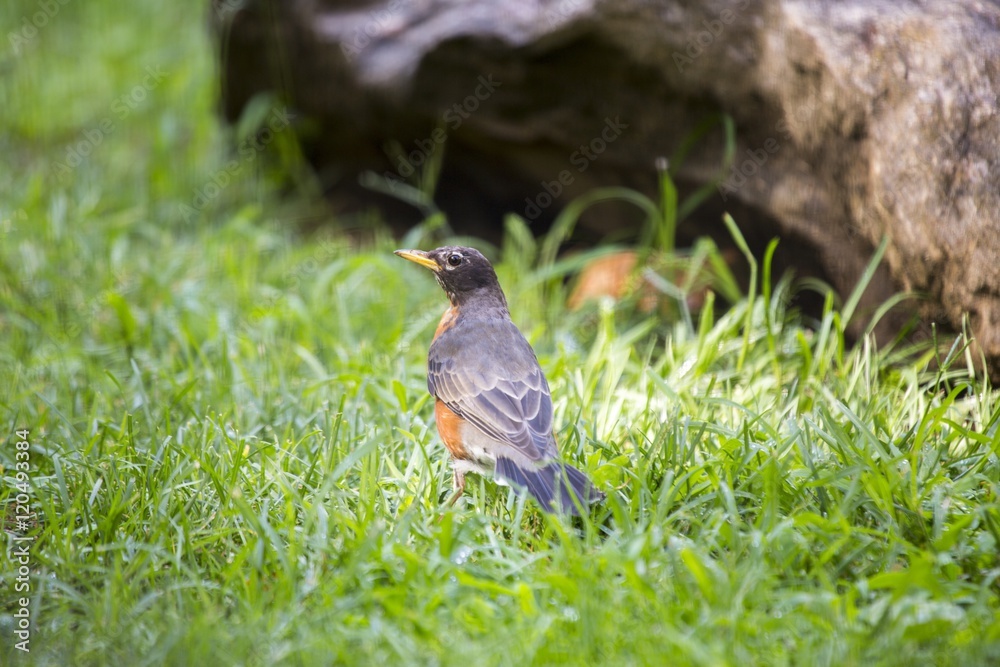 American Robin (Turdus migratorius) American Robin (Turdus migratorius)