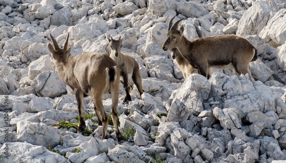 herd of chamoises in Julian Alps in Slovenia herd of chamoises in Julian Alps in Slovenia