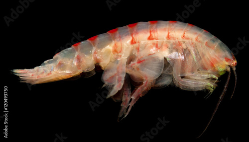 Fotografi Amphipoda from Laptev sea - Inhabitant of the Arctic Ocean