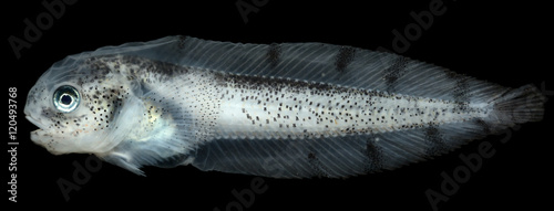 Liparis on black. Fish lost the natural color after preservation from Kara sea - Inhabitant of the Arctic Ocean