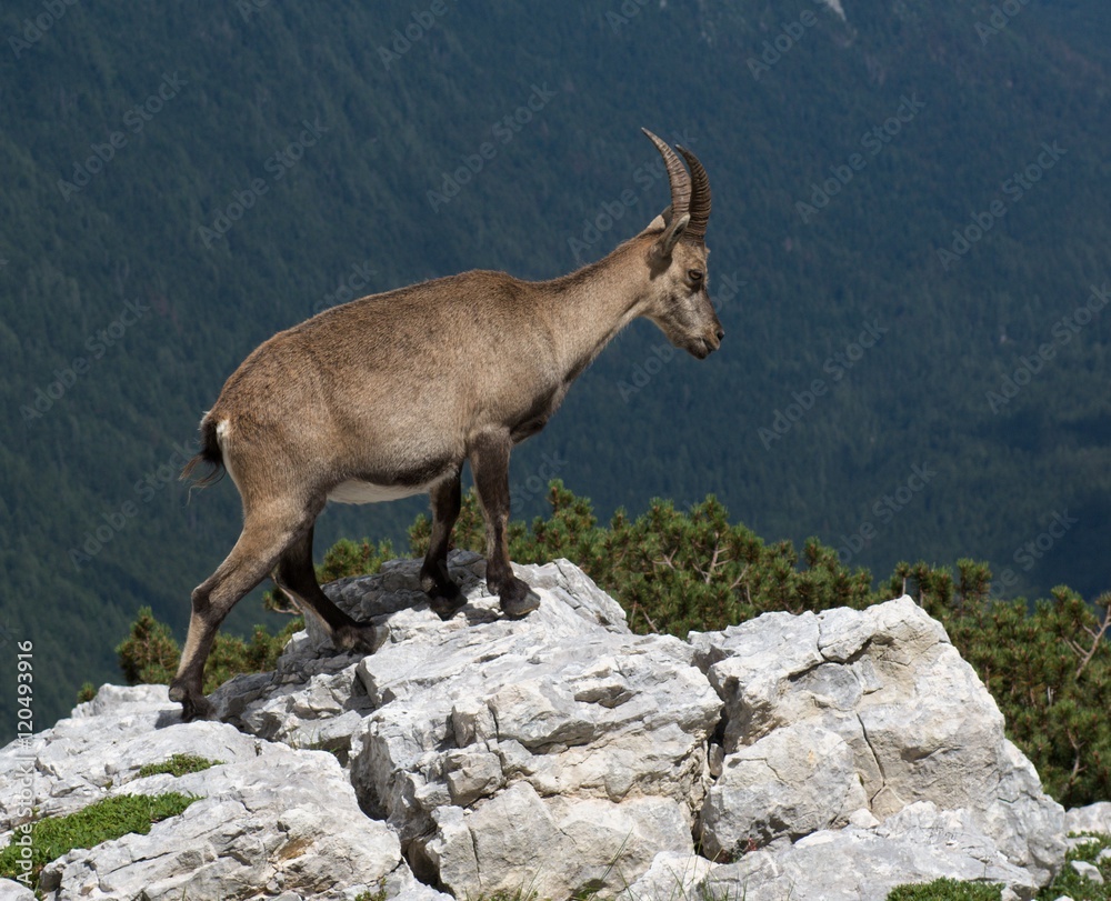 mountain goat in Julian Alps in Slovenia mountain goat in Julian Alps in Slovenia