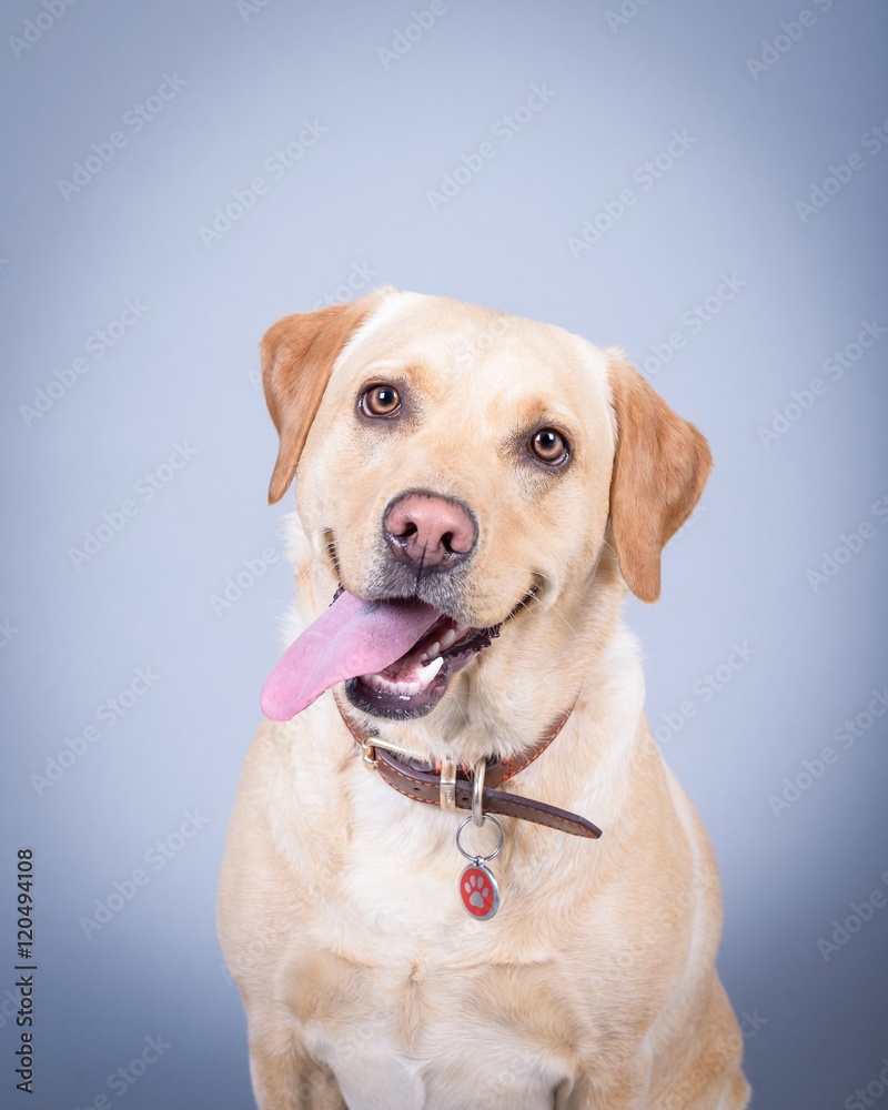 Dog on background. taken in a studio.