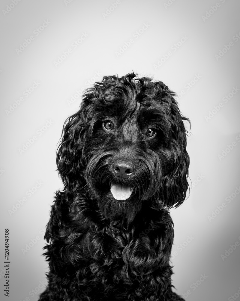 Dog on background. taken in a studio.