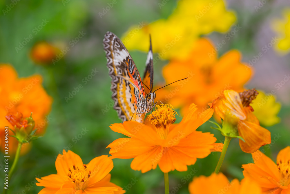 Naklejka premium Yellow Butterfly catch on yellow Cosmos flowers.