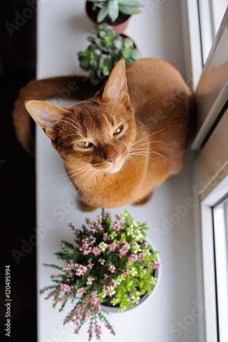 Abyssinian cat sitting on the windowsill with heather and succul photo