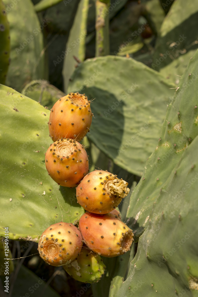 Prickly pears on a cactus plant Prickly pears on a cactus plant