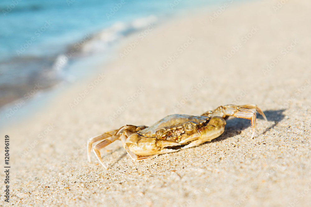 ghost crab at work