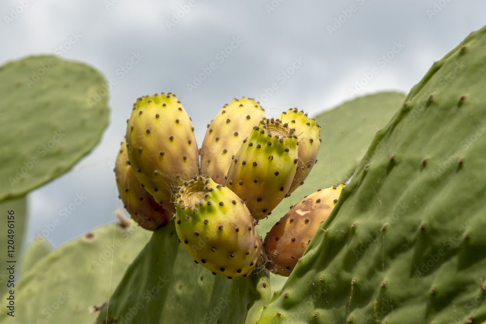 Prickly pears on a cactus plant Prickly pears on a cactus plant