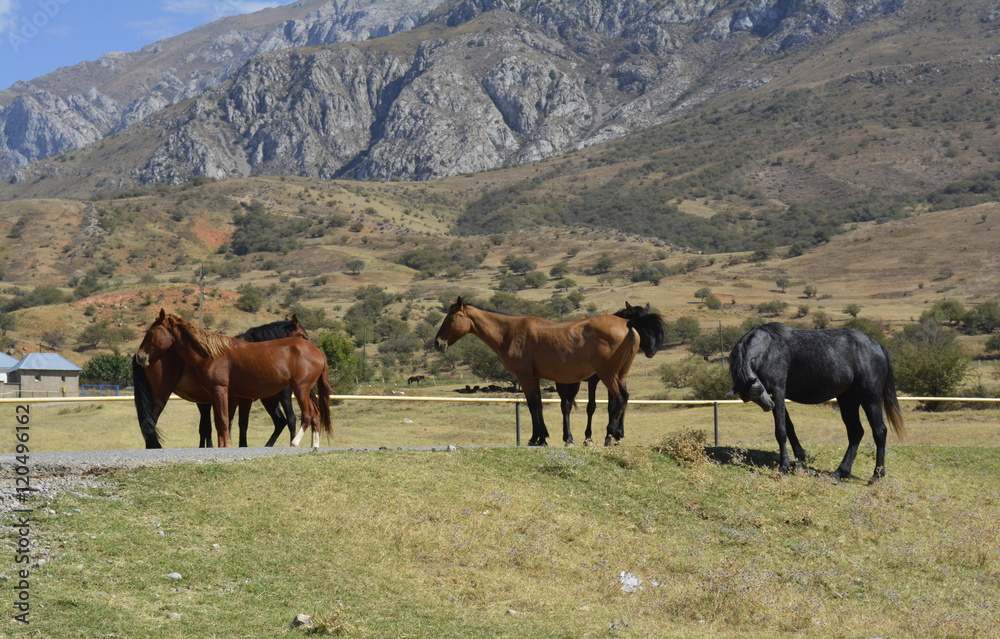 Obraz premium a herd of horses
