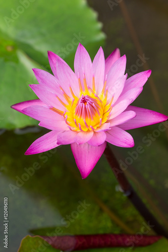 beautiful lotus flower.