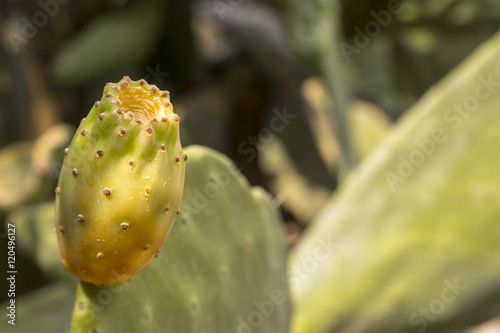 Prickly pears on a cactus plant © Atzori Riccardo