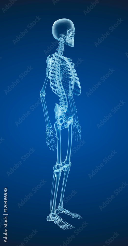 Human skeleton, Medically accurate 3d illustration . Human skeleton, Medically accurate 3d illustration .