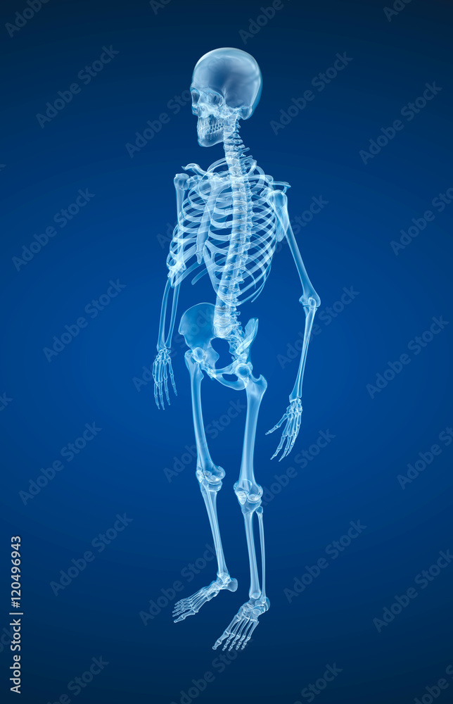 Human skeleton, Medically accurate 3d illustration . Human skeleton, Medically accurate 3d illustration .