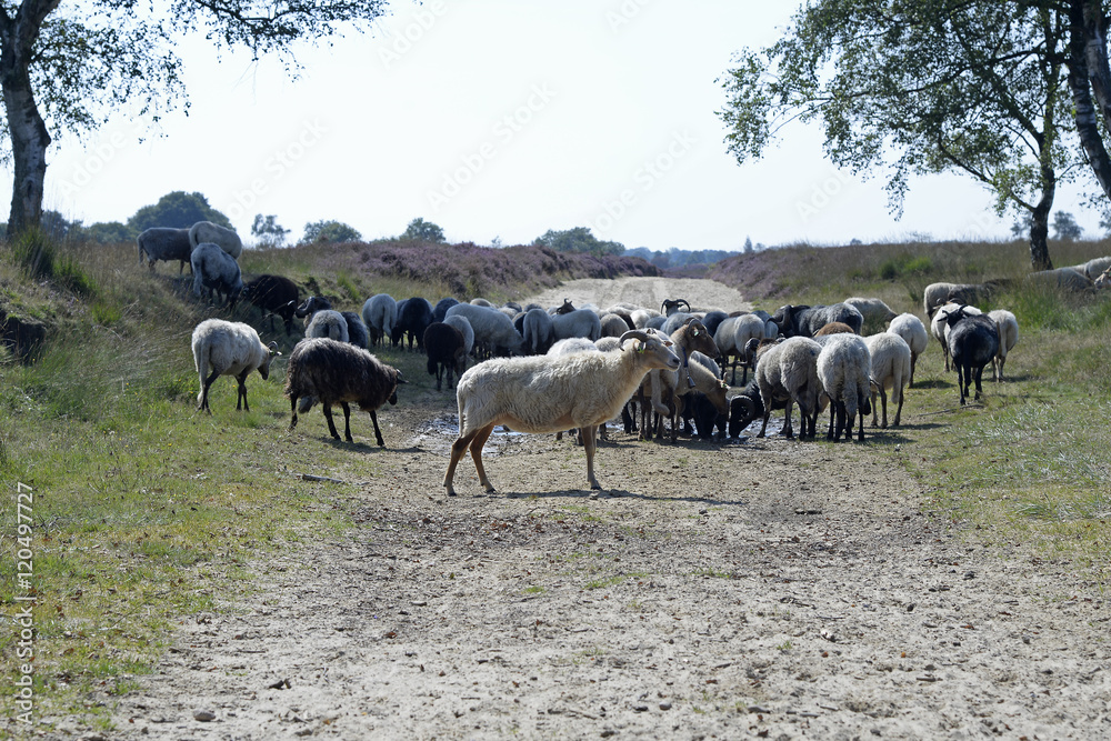sheeps in a heather field