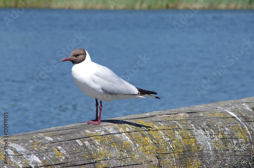 Lachmöwe