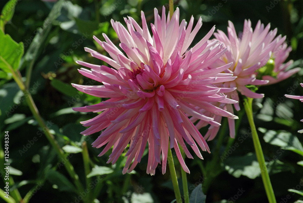 Dahlia cactus rose en été, parc floral Paris Dahlia cactus rose en été, parc floral Paris