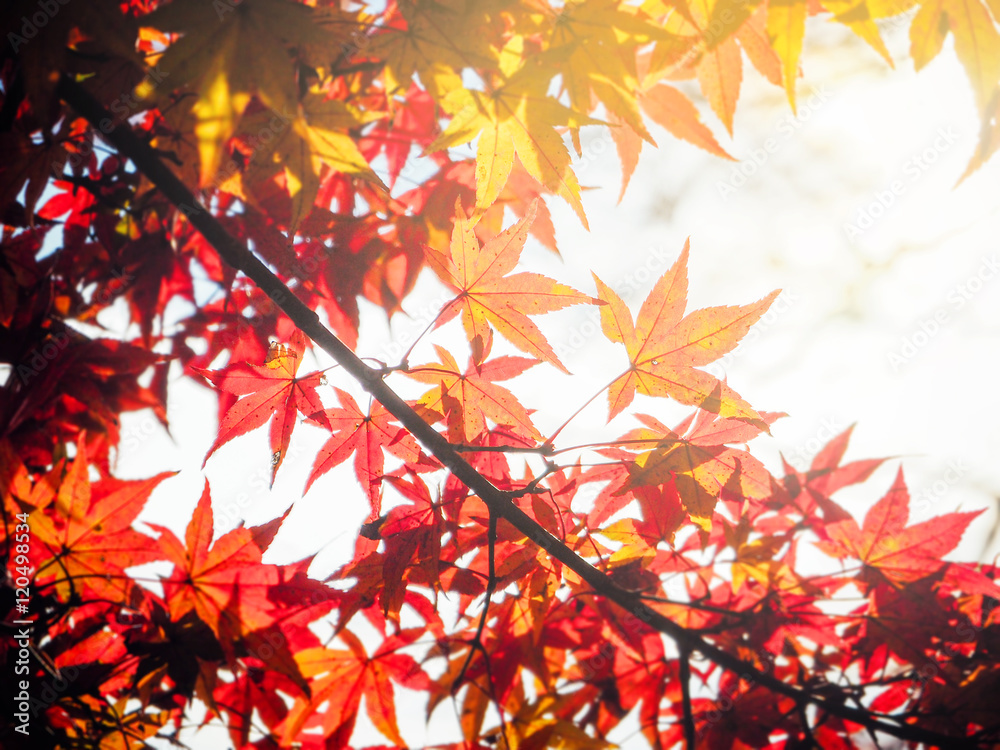 Blur vivid autumn natural background in Japan Blur vivid autumn natural background in Japan