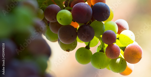 Grapes changing color during veraison
