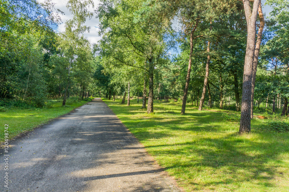 beautiful big forest road with grass and trees beautiful big forest road with grass and trees