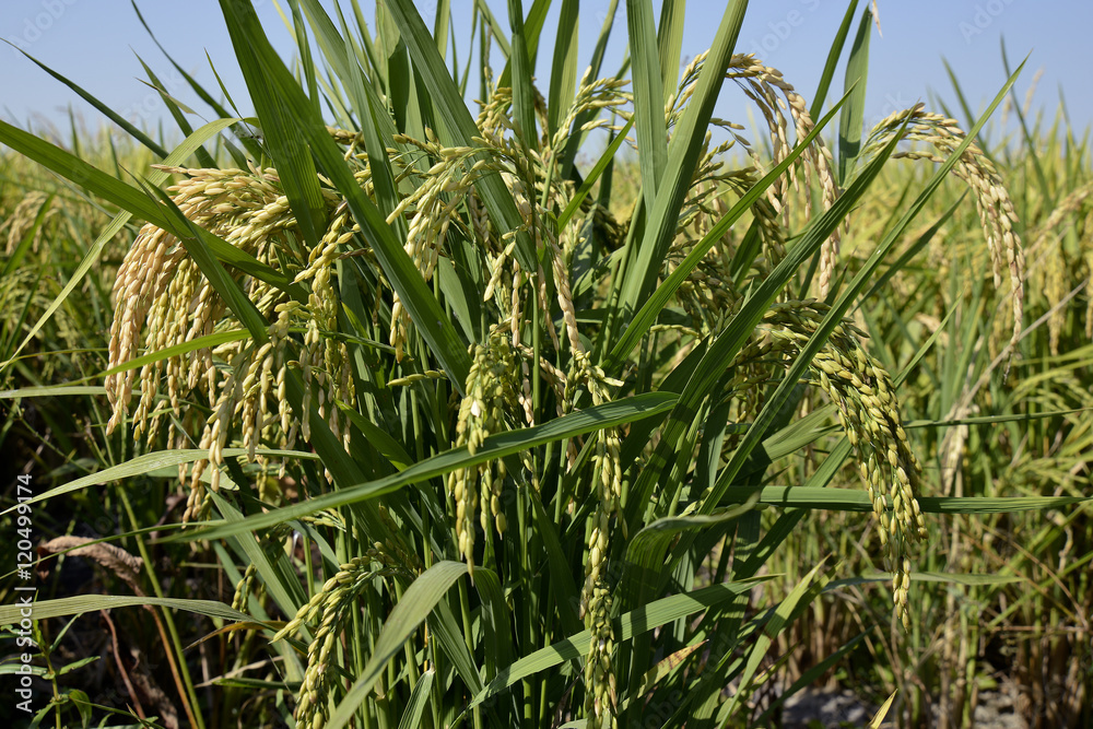 Fototapeta premium Ears of rice in paddy field