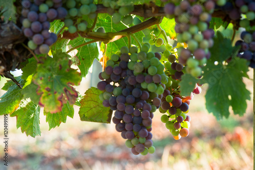 Grapes changing color during veraison photo