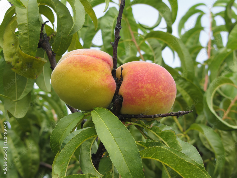 Red peaches hanging on the tree . Tuscany, Italy Red peaches hanging on the tree . Tuscany, Italy