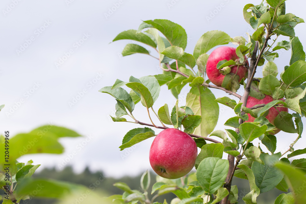 Fresh red apple on a branch. Selective focus. Shallow depth of f Fresh red apple on a branch. Selective focus. Shallow depth of f