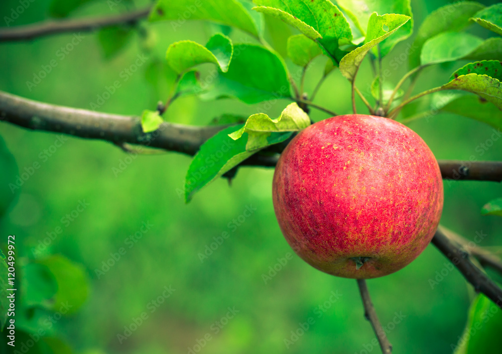 Fresh red apple on a branch. Selective focus. Shallow depth of f Fresh red apple on a branch. Selective focus. Shallow depth of f