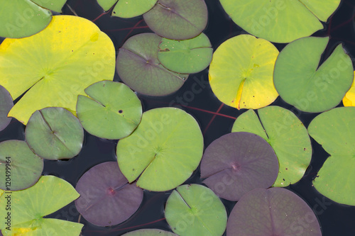 Leaves of water lily (Nymphaéa) on the surface of garden pond.
