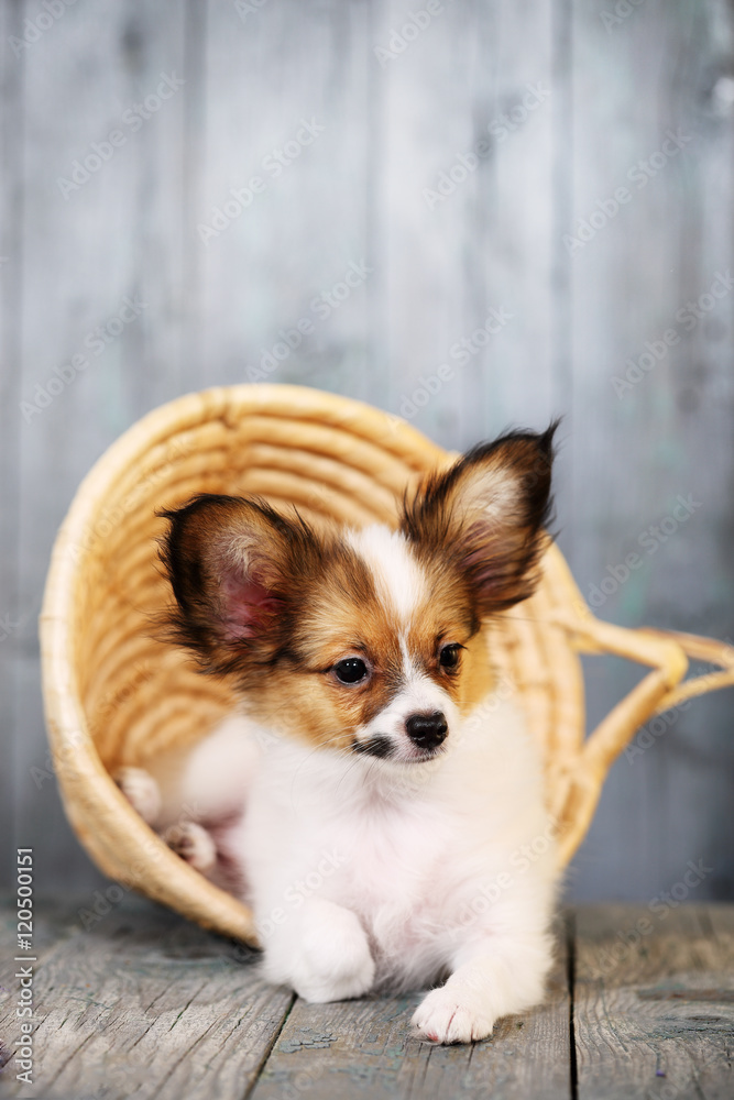 puppy in a wicker basket