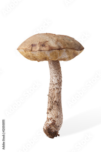 Autumn harvest of wild mushroom brown cap boletus (Leccinum) iso