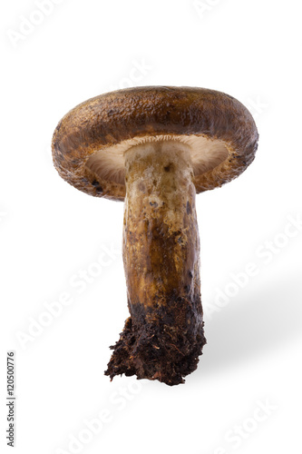 Autumn harvest of wild mushroom  (Lactarius necator) isolated on