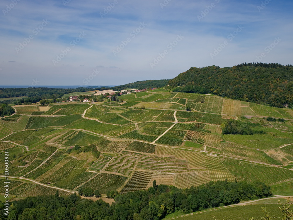 Panorama  sur  le  vignoble  de  Château  Chalon.
