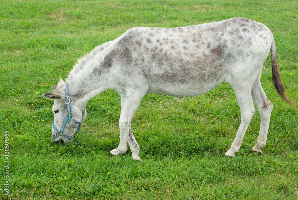 Fototapeta premium gray donkey eating grass in a field